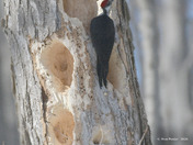 Male Pileated Woodpecker