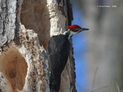 Male Pileated Woodpecker