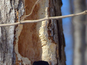Male Pileated Woodpecker