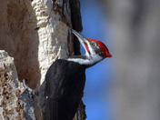 Male Pileated Woodpecker
