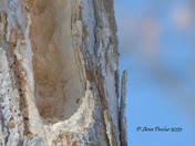 Male Pileated Woodpecker