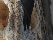 Male Pileated Woodpecker