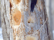 Male Pileated Woodpecker