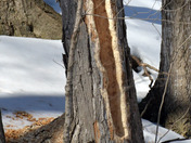 Male Pileated Woodpecker