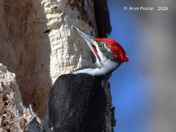 Male Pileated Woodpecker