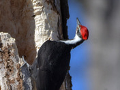 Male Pileated Woodpecker