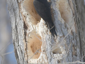 Male Pileated Woodpecker