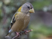 Sitting PRETTY in Newfoundland!!