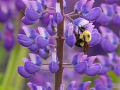Bumble bee on Lupine