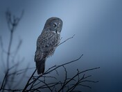 great gray owl in Newmarket