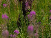black bear cub hiding in the fireweed