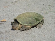 Snapping Turtle
