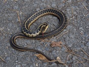 Garter Snake
