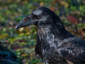 Curious Raven