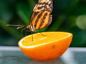 Butterfly Enjoying an Orange