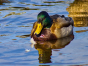 A Drake And A Feather