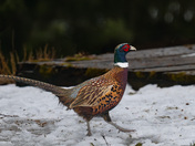 Ring-necked Pheasant