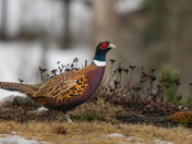 Ring-necked Pheasant