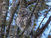 Show Me Those Eyelashes