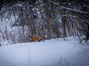 Out Here in the Fields