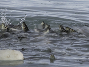 Vancouver island spawn 