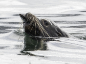 Vancouver island spawn 