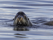 Vancouver island spawn 