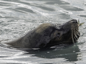 Vancouver island spawn 