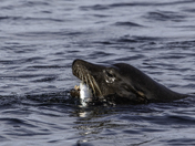 Vancouver island spawn 