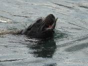 Herring spawn on Vancouver island