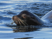 Herring spawn on Vancouver island
