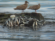 Herring spawn on Vancouver island