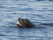 Herring spawn on Vancouver island