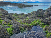 Herring spawn on Vancouver island
