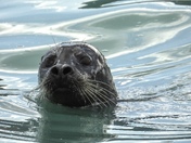 Herring spawn on Vancouver island