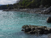 Herring spawn on Vancouver island