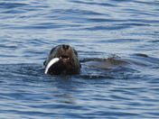 Herring spawn on Vancouver island