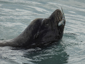 Herring spawn on Vancouver island