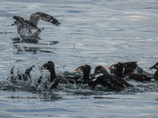 Herring spawn on Vancouver island