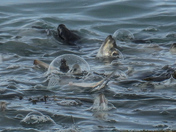 Herring spawn on Vancouver island