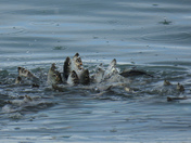 Herring spawn on Vancouver island