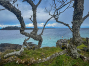 Herring spawn on Vancouver island