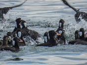 Herring spawn on Vancouver island