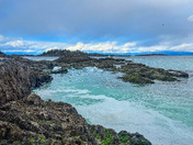 Herring spawn on Vancouver island