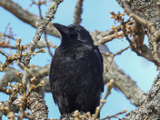 Herring spawn on Vancouver island