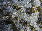 Herring spawn on Vancouver island