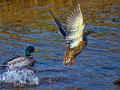 Mallard Pair