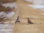 Grey Partridge 
