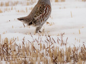 Grey Partridge 