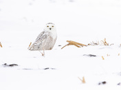 Snowy Owl